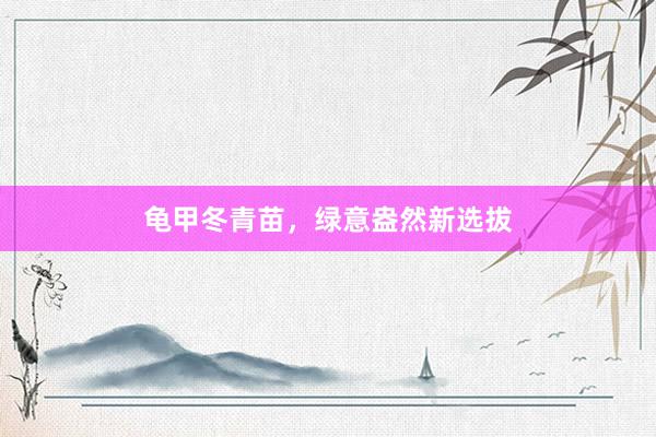 龟甲冬青苗，绿意盎然新选拔